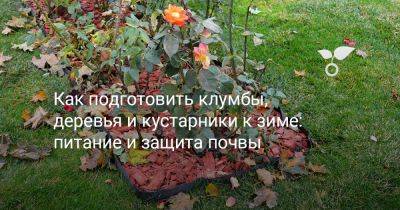 Как подготовить клумбы, деревья и кустарники к зиме: питание и защита почвы - botanichka.ru