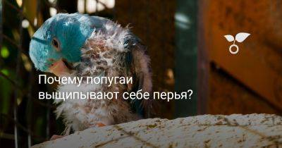 Почему попугаи выщипывают себе перья? - botanichka.ru