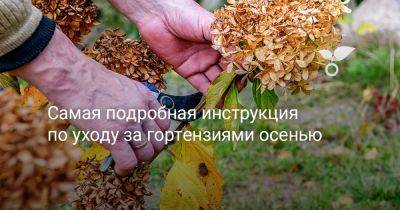 Самая подробная инструкция по уходу за гортензиями осенью - botanichka.ru