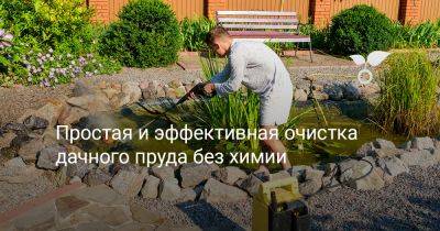 Простая и эффективная очистка дачного пруда без химии - botanichka.ru