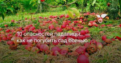 10 опасностей падалицы: как не погубить сад осенью - botanichka.ru