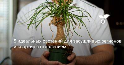 5 идеальных растений для засушливых регионов и квартир с отоплением - botanichka.ru - республика Коми