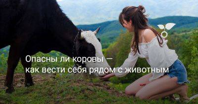 Опасны ли коровы — как вести себя рядом с животным? - botanichka.ru