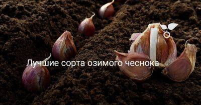 Лучшие сорта озимого чеснока - botanichka.ru