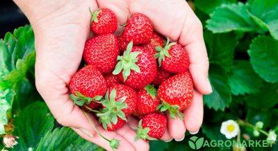 Как в 2 раза повысить урожайность клубники? - agro-market.net