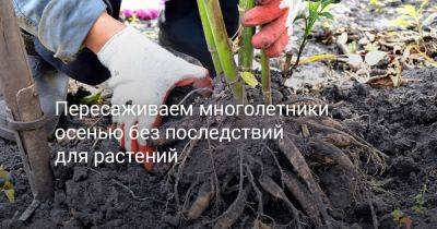 Пересаживаем многолетники осенью без последствий для растений - botanichka.ru