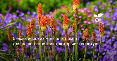 5 экзотических многолетников для вашего цветника, которые я советую - botanichka.ru - Россия