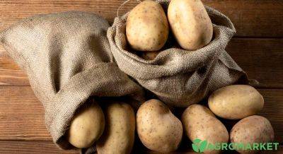 Как правильно хранить картофель до посадки? - agro-market.net