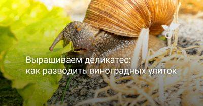 Выращиваем деликатес: как разводить виноградных улиток - botanichka.ru