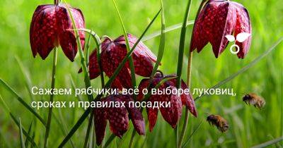Сажаем рябчики: всё о выборе луковиц, сроках и правилах посадки - botanichka.ru - Голландия
