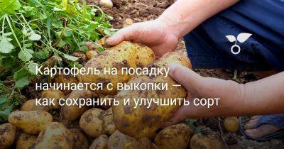Картофель на посадку начинается с выкопки — как сохранить и улучшить сорт - botanichka.ru