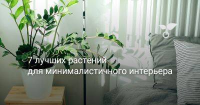 7 лучших растений для минималистичного интерьера - botanichka.ru