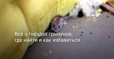 Всё о гнёздах грызунов: где найти и как избавиться - botanichka.ru