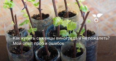Как купить саженцы винограда и не пожалеть? Мой опыт проб и ошибок - botanichka.ru - г. Виноград