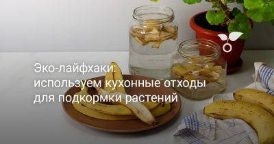 Эко-лайфхаки: используем кухонные отходы для подкормки растений - botanichka.ru