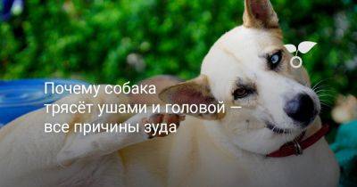 Почему собака трясёт ушами и головой — все причины зуда - botanichka.ru