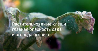 Растительноядные клещи — главная опасность сада и огорода осенью - botanichka.ru