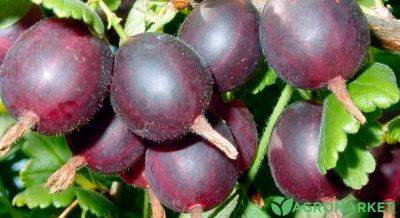 Какие сорта йошты для сада лучшие? - agro-market.net