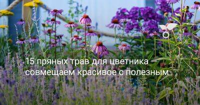 15 пряных трав для цветника — совмещаем красивое с полезным - botanichka.ru