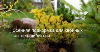 Осенняя подкормка для хвойных — как не ошибиться - botanichka.ru