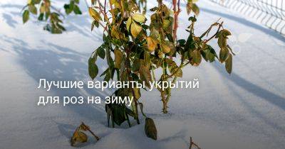 Лучшие варианты укрытий для роз на зиму - botanichka.ru - Московская обл.