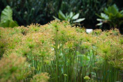 Циперус — лучшие виды и сорта для комнатного выращивания - botanichka.ru - Египет
