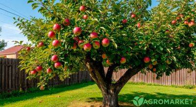 Чем полезны яблоки для организма человека? - agro-market.net