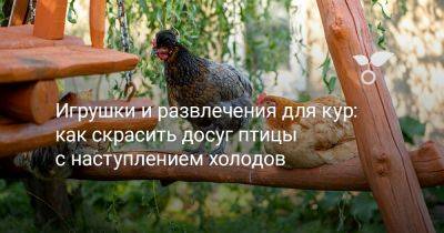Игрушки и развлечения для кур: как скрасить досуг птицы с наступлением холодов - botanichka.ru