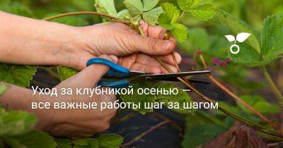 Уход за клубникой осенью — все важные работы шаг за шагом - botanichka.ru