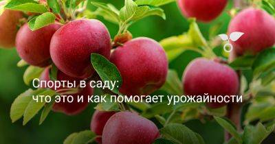 Спорты в саду: что это и как помогает урожайности - botanichka.ru