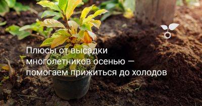 Плюсы от высадки многолетников осенью — помогаем прижиться до холодов - botanichka.ru - республика Коми