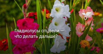 Гладиолусы отцвели — что делать дальше? - botanichka.ru