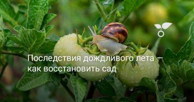 Последствия дождливого лета — как восстановить сад - botanichka.ru