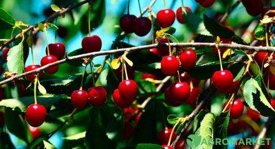 Осенняя подкормка вишни: советы и рекомендации - agro-market.net