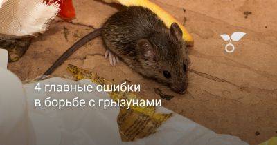 4 главные ошибки в борьбе с грызунами - botanichka.ru