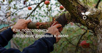 Как подготовить плодовые деревья к зиме - botanichka.ru