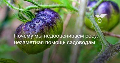 Что роса делает с вашими растениями — помощь или скрытая угроза? - botanichka.ru - Россия - Московская обл. - Хабаровский край
