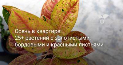25+ эффектных растений в осенних оттенках для вашего дома - botanichka.ru