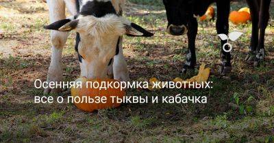 Зачем вашим животным кабачок и тыква в рационе? Вся правда о пользе и вреде - botanichka.ru