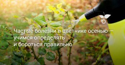 5+ частых болезней цветника осенью и как с ними бороться - botanichka.ru