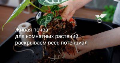 Живая почва для комнатных растений — раскрываем весь потенциал - botanichka.ru