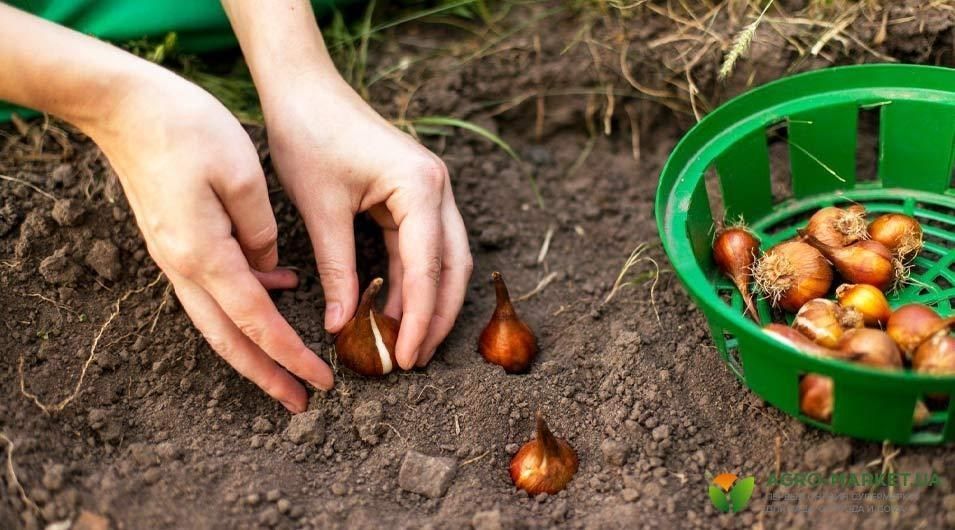луковичные растения