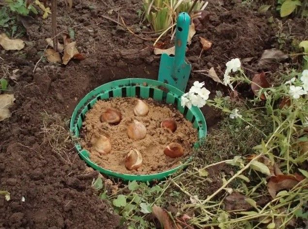 луковичные растения